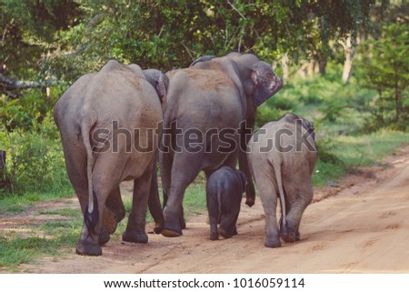 Elephant Family crossing street. elephant family on the move towards a water hole.