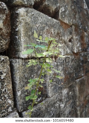 little tree grow on old brick