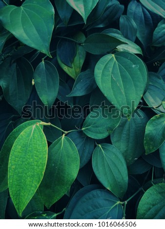 Green peppers Leafs Royalty-Free Stock Photo #1016066506