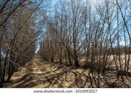 Beautiful countryside pathway in autumn with leafless trees