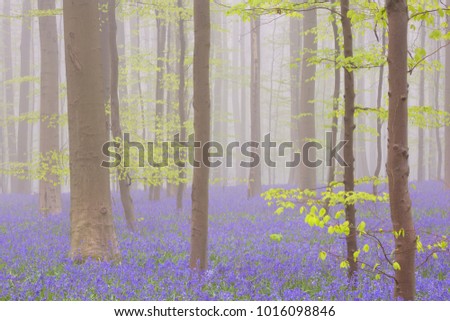 A beautiful blooming bluebell forest. Photographed on a foggy morning in the Forest of Halle (Hallerbos) in Belgium.