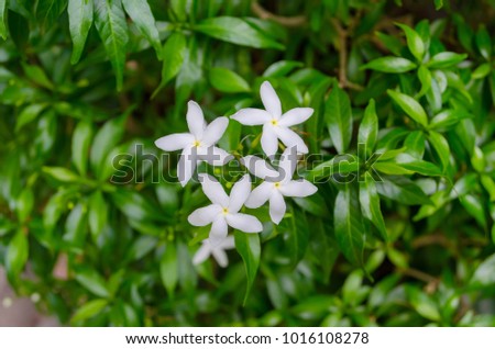 four white flowers growth on green bush