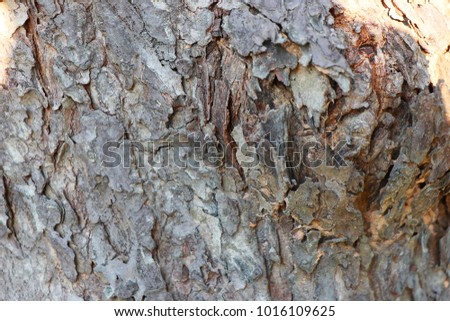  Natural wood background