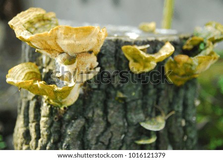 mushrooms grow on a rotted tree