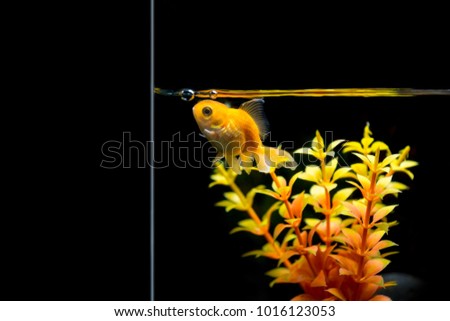 Goldfish in fish tank beautiful Black background and Artificial reef