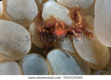 Orangutan crab (Oncinopus sp.) in bubble corals. Sipadan Island, Celebes sea, Malaysia