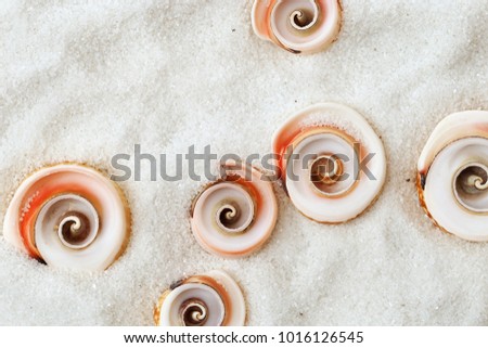 Sea background with cope space.   Summer concept. Sea shells on white sand. Top view. Swirling seashells. Top view. Flat lay. 