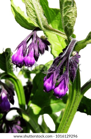 purple flowers of comfrey plant