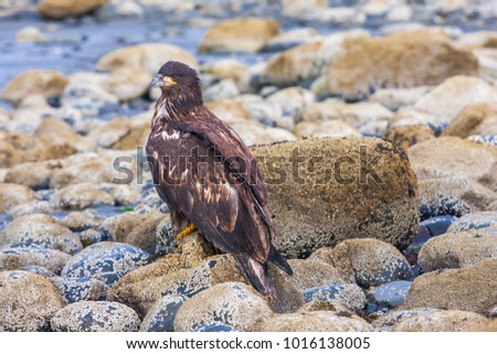 Juvenile bald eagle (Haliaeetus leucocephalus) sitting on rock on a seashore, rocky beach of Alaska, Homer.  Portrait of a young bird waiting for food.