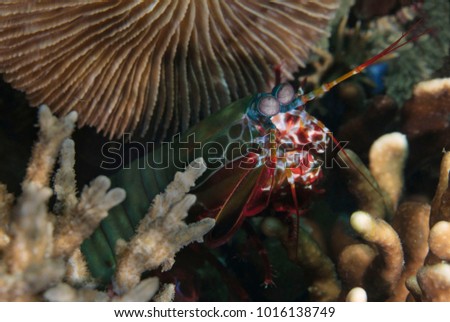 The Peacock Mantis Shrimp (Odontodactylus scyllarus) in the Celebes sea. Sipadan Island, Malaysia