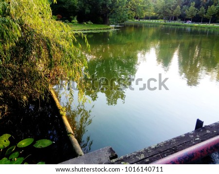 small pond, mirror