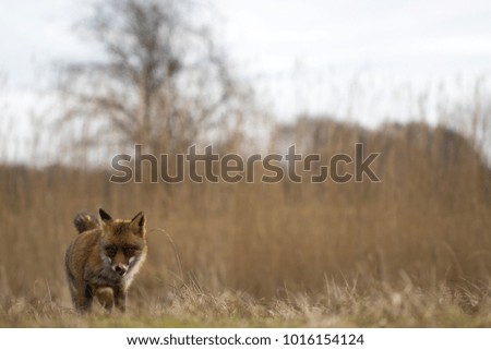 Red Fox Standing on the Grass 