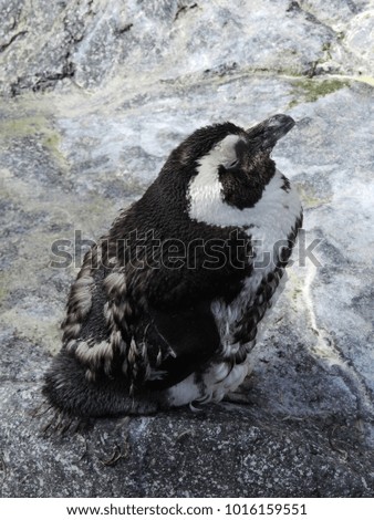 little handsome penguin