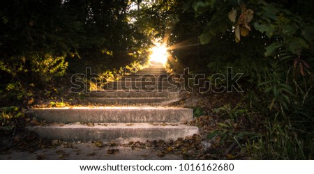 Sunbeams Through The Forest. Sunbeams illuminate a stairway surrounded by a tunnel of trees.
 Royalty-Free Stock Photo #1016162680