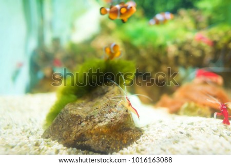Sea shrimp Cherry in the aquarium