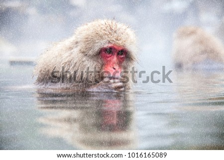The Snow Monkey at the edge of the hot spring pool , Japan