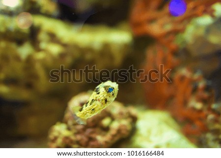 fugu fish in captivity