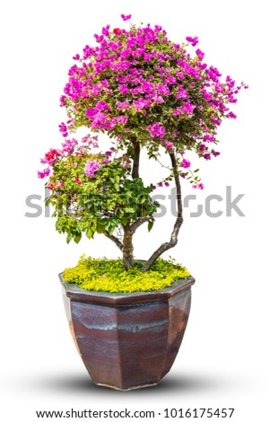 Pink bougainvillea tree in pot with isolated white background this has clipping path. Royalty-Free Stock Photo #1016175457