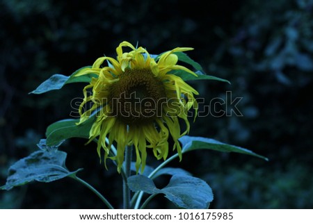 Beautiful growing sunflower.