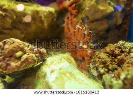 marine hydra in an aquarium
