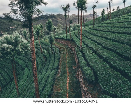 Tee Plantagen in Indien Munnar, Kerala drohnen aufnahmen von oben