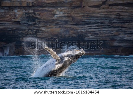 Humpback whale breaching off South Head, Sydney, Australia Royalty-Free Stock Photo #1016184454