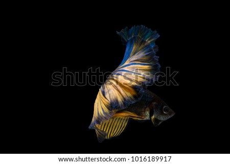 Betta fish, siamese fighting fish, betta splendens (Halfmoon fancy betta ),isolated on black background.