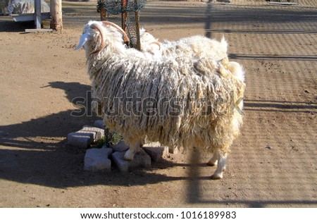 ankara hair felts, mohair goat pictures, goat pictures, goat wool pictures,