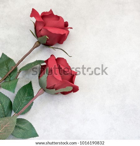 two red roses grey background