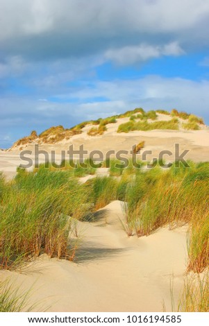 Sand, dunes and grass in Terschelling island, Wadden Sea, Friesland, The Netherlands