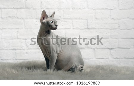Grey sphynx cat  sit on a 
fur blanket and look sideways.