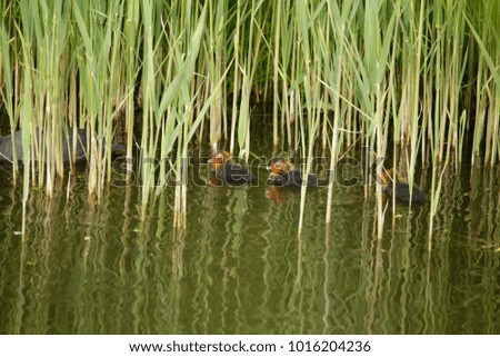 New born coots swimming in the canal