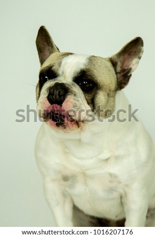 Funny french bulldog on white background (canis lupus familiaris)