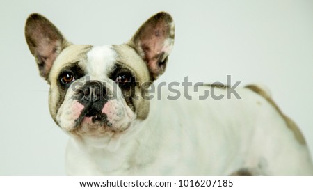 Funny french bulldog on white background (canis lupus familiaris)