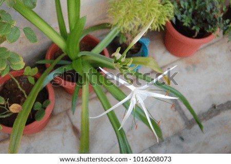 spider lily flower close up