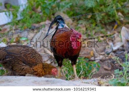 Indian Rooster eating food