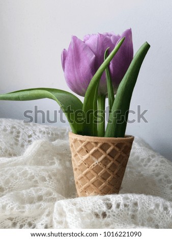 tulip in a waffle cone. concept tulip flatlay