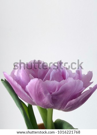purple tulip close up on white background with space or your text and logo. concept tulip flatlay