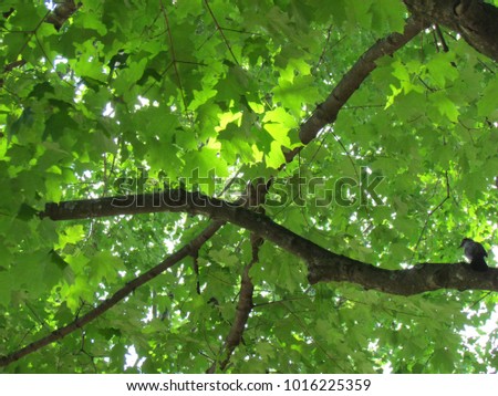 sunlight struggles to shine through a canopy of maple tree leaves while a mockingbird sits on a large branch; Harrisonburg, VA, USA