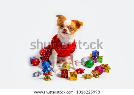 Chihuahua Dog Brown, wear glasses, Wearing red dress
On the white floor in a festive atmosphere.