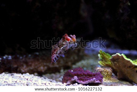 Red Scooter Dragonet Mandarin fish 