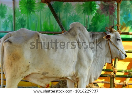 A picture of a standing white humped Bovine Cattle (Bos Taurus / Bos Indicus) which is in the family of Indian Indigenous Breeds