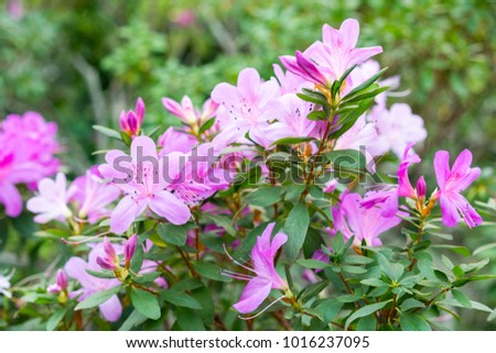 Blossoming azalea flowers, with delicate purple flowers