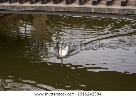 A cute goose floats quickly under a bridge, in dark, brown water. Contrast of shadows and light on the water.