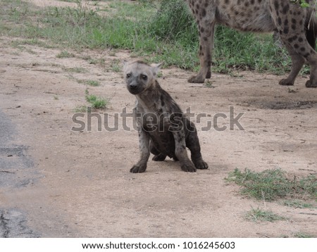 Hyena at Kruger National Park