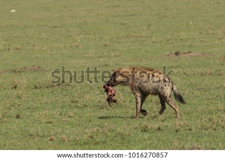 a hyena with its share of a recent kill