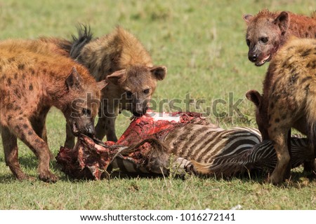 hyenas devouring and fighting over their recent kill of a zebra
