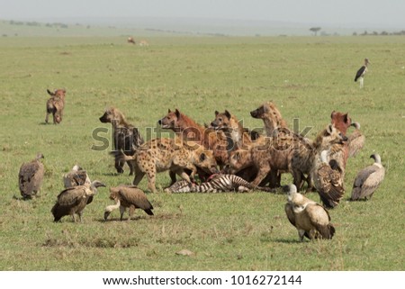 hyenas devouring and fighting over their recent kill of a zebra