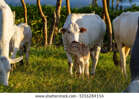 pasture raised brahman cattle in Guanacaste Costa Rica