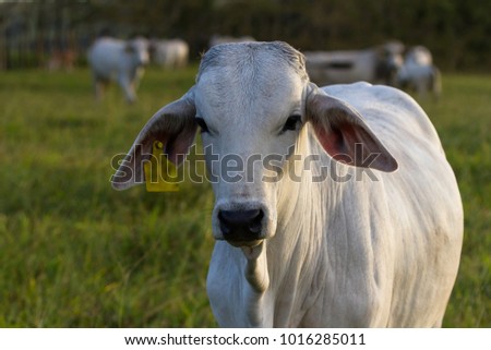pasture raised brahman cattle in Guanacaste Costa Rica